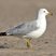 Ring-billed Gull